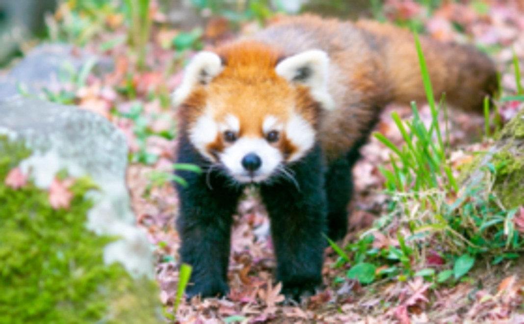 【レッサーパンダコース】 写真集1冊