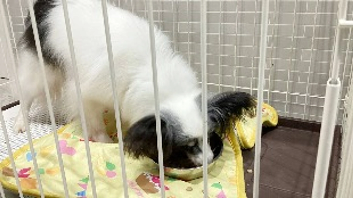 今日のチョコちゃん！(8月18日)