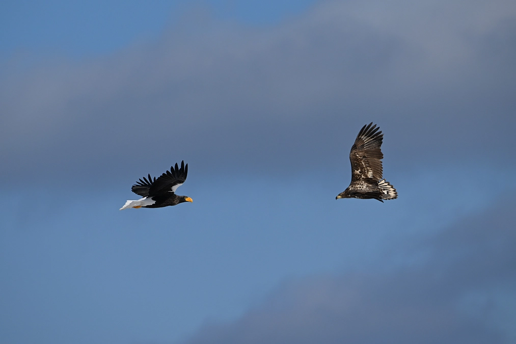 クリアファイル　オオワシとオジロワシです！