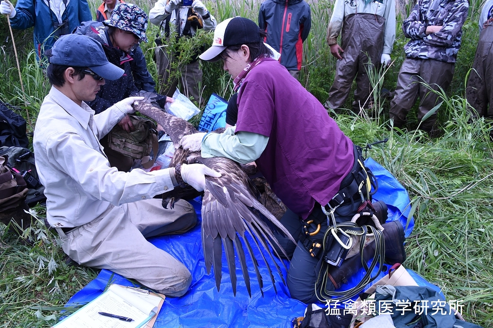 オジロワシの家族の危機です！（拡散よろしくお願いします）