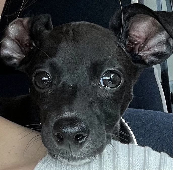 ティアラ✨成長②ドライブ編