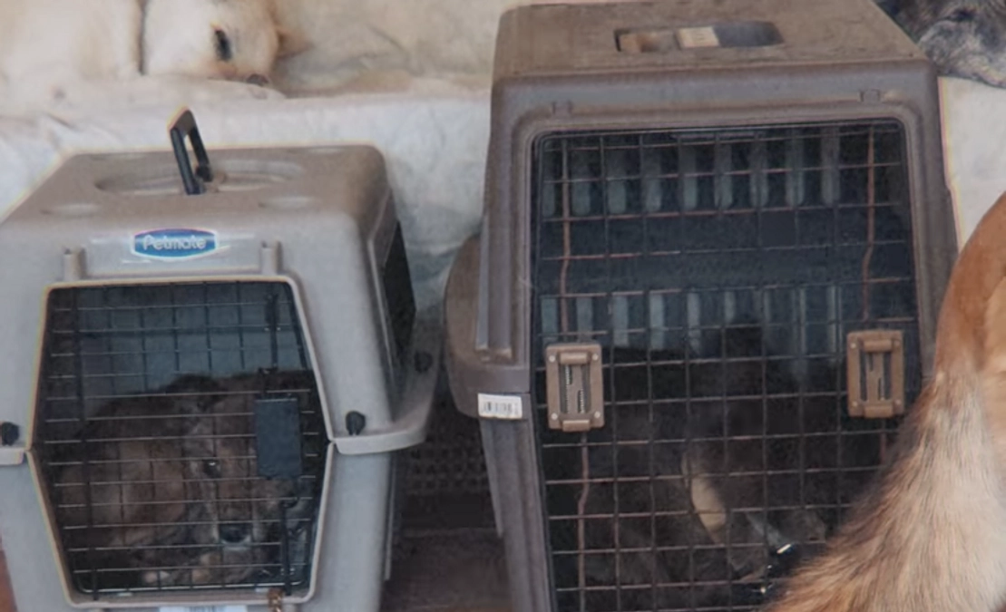 【残り２日】畜犬登録者の避妊去勢義務化