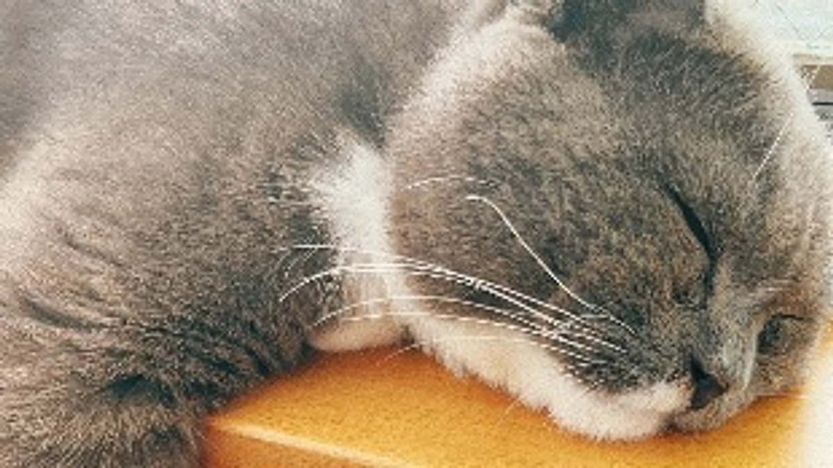 8月22日のプルート