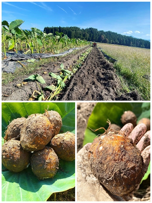 【11/18-19出店します!】ふくい食と農の博覧会