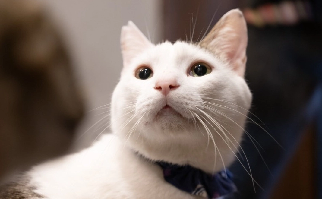 にゃんこ全力応援コース｜1万円