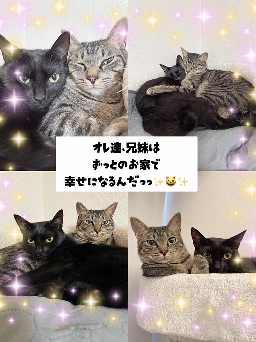 🍀預かりボランティアさんの『預かり日記』🍀