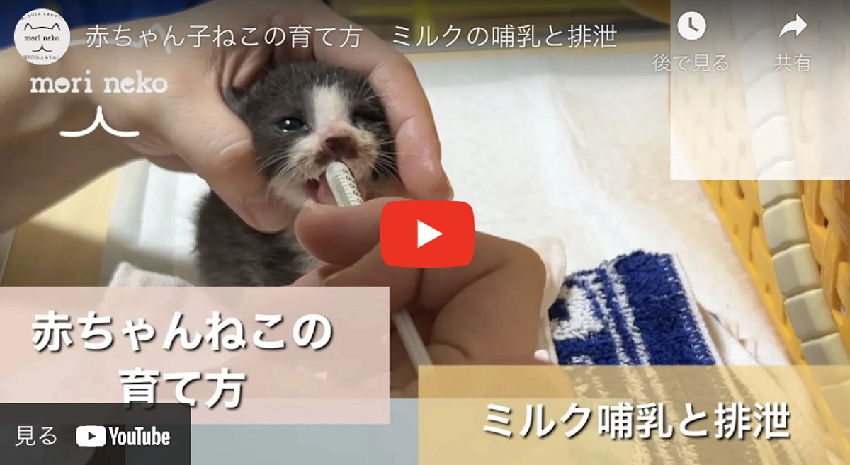 【ご紹介】赤ちゃんねこの育て方