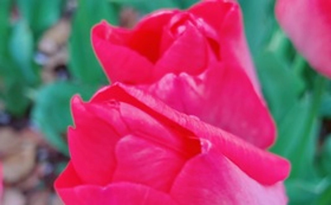 当日植え付け用チューリップ球根詰め放題体験＆植え付け体験【小袋1袋】