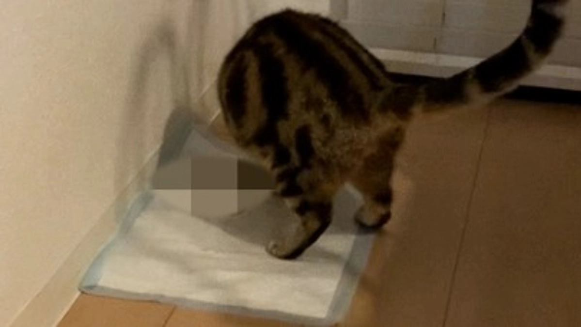 心優しいmoco　残り9日　助けて下さい