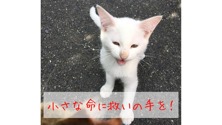 5匹の野良猫を地域猫へ 人に可愛がられて生きる猫を増やしたい