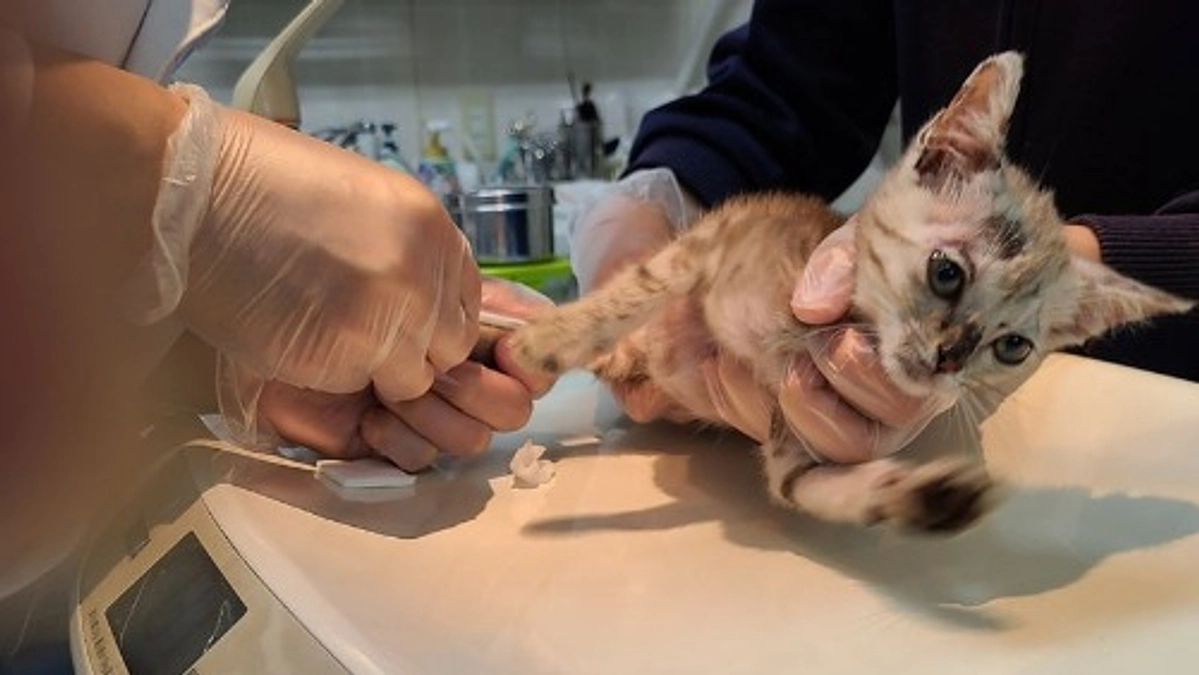 【ラスト32時間となりました🕒 】酷い皮膚病の状態で遺棄されていた8頭を緊急保護しました②