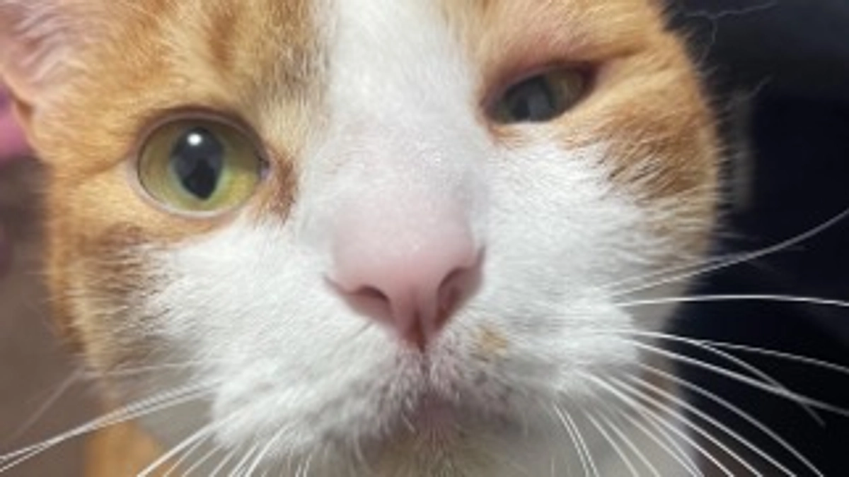 ぷちのアレルギーについて