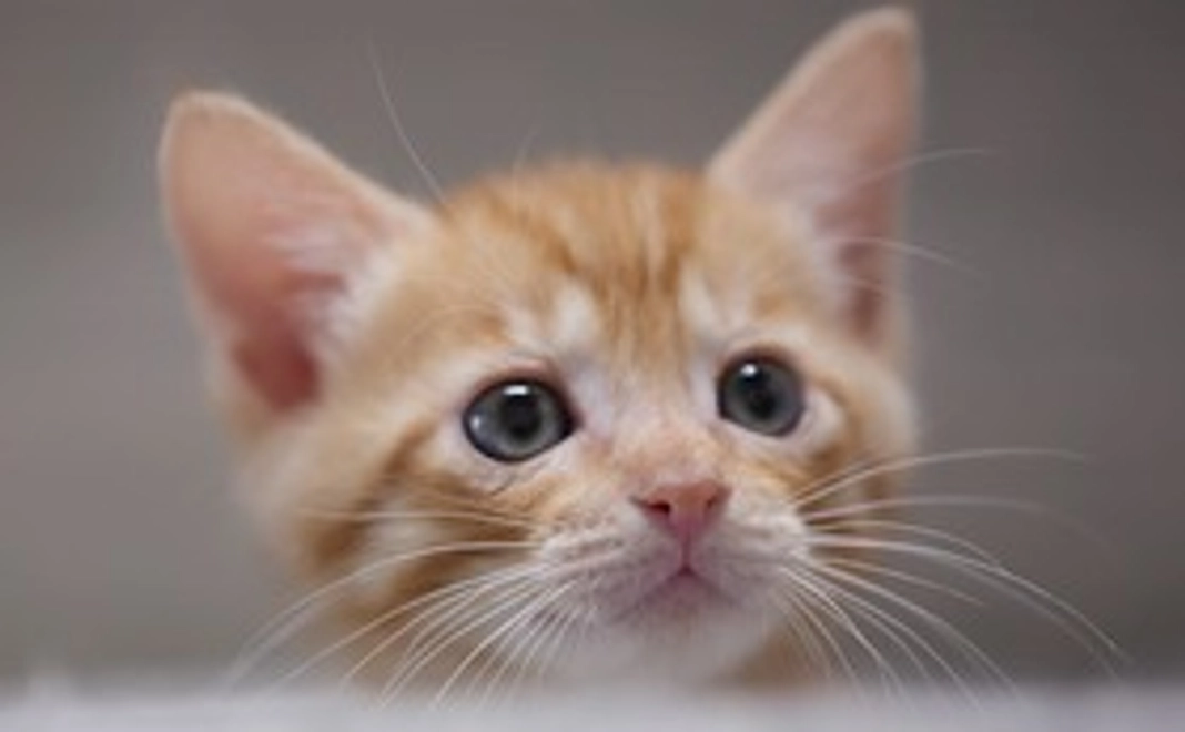 リターンは不要でいいかニャ？保護猫から感謝のメールを送ります！