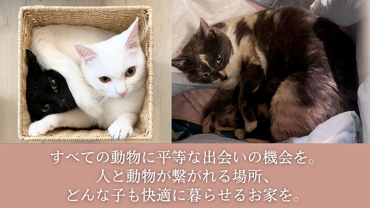 厳しい環境を生きた犬猫たちが暮らすお家。シェルター建設にご支援を! 4枚目