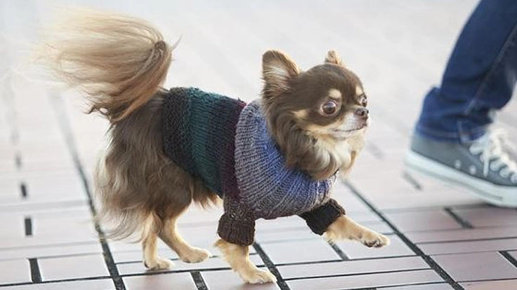 完全オーダーメイドの手編みセーターを、あなたの愛犬にも。
