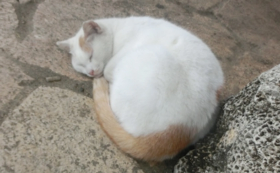 石垣島の猫たちへの応援コース