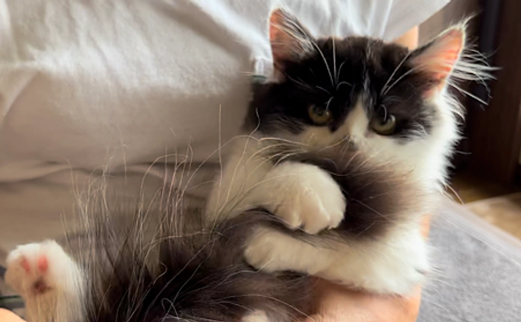 テオくん応援1,000円(リターン不要)