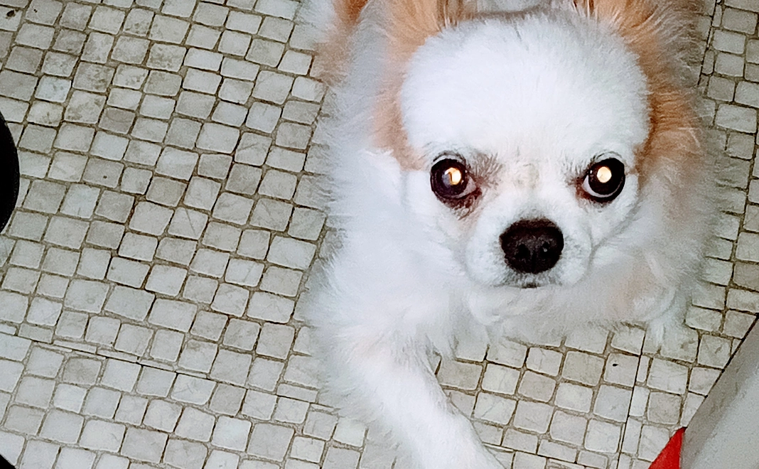 ★New★ PUNKより愛を込めて（A）