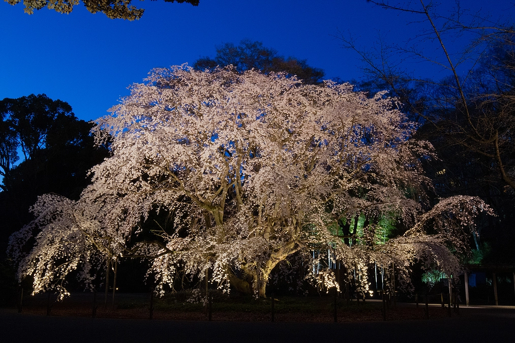 代理支援について