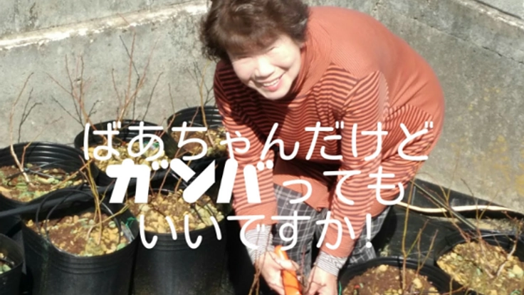 ブルーベリーで健康・キレイに！美容師ばあちゃんの観光農園PJ