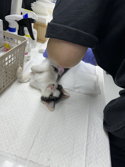 今日は君津市での移動手術日でした。