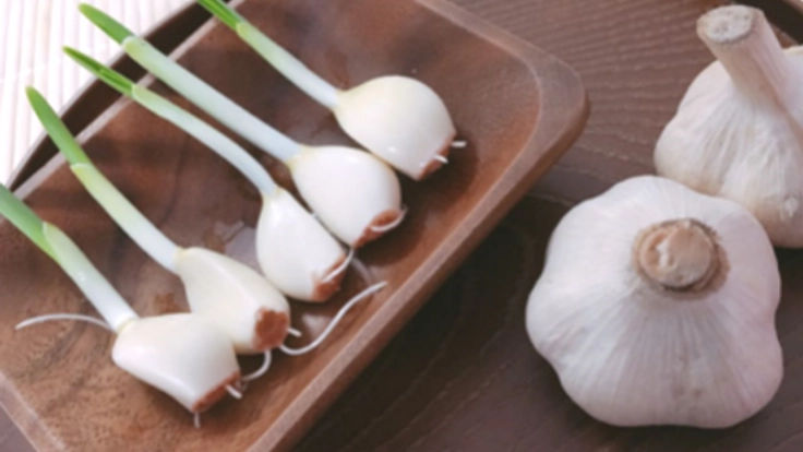 生命力のかたまり！「スプラウトにんにく」を多くの方に届けたい