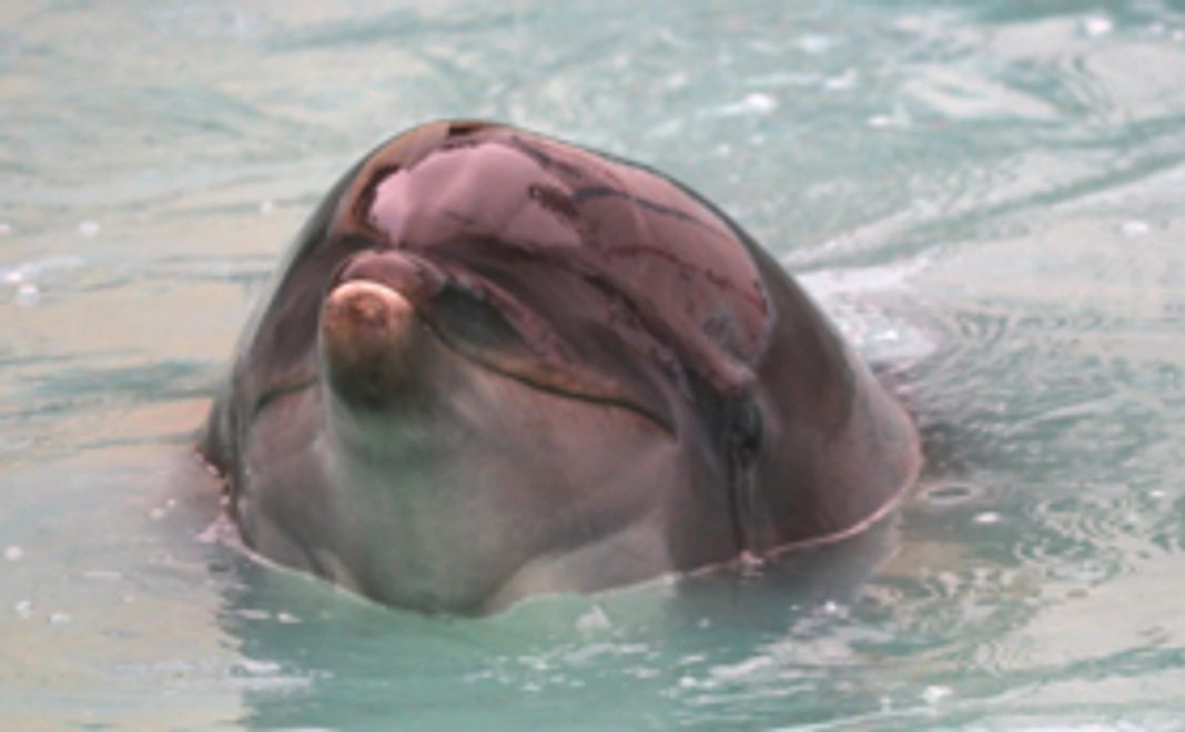 サンクスレター& 電子書籍