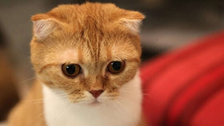 折れ耳に隠された真実。スコティッシュフォールドに遺伝子検査を