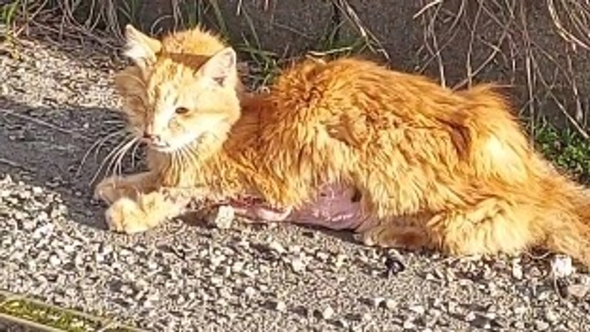 終了日まであと5日！どの子の命も諦めたくない！