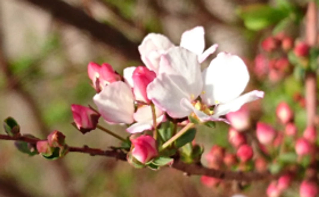 やどジョブ応援コース