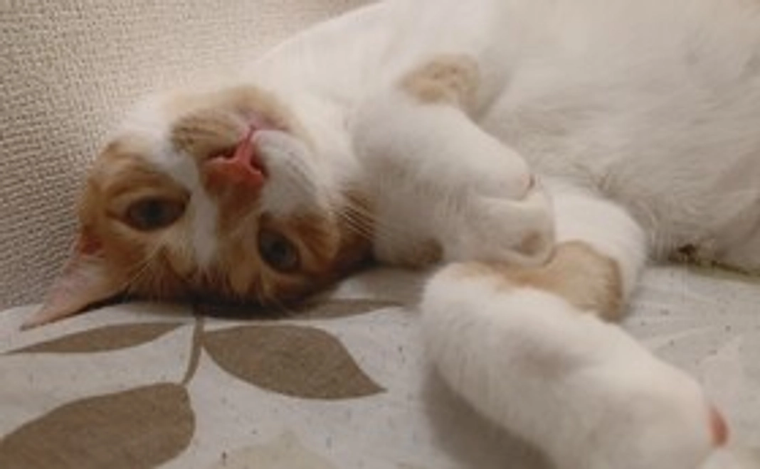 1,000円のリターン