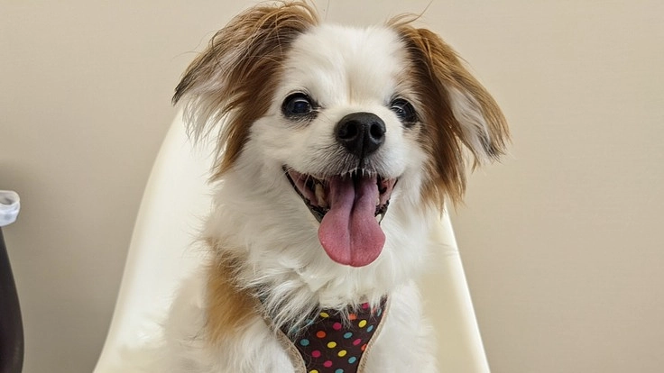 助けて下さい・抜歯口腔外科手術費用のご支援のお願いです。