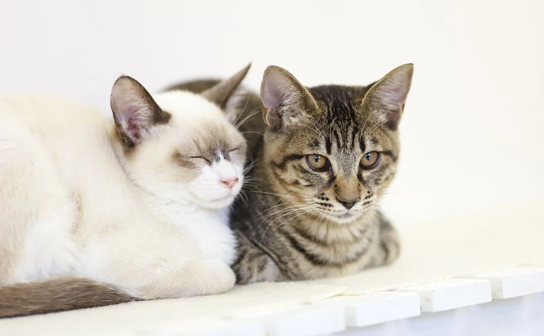 毎月1000円コース