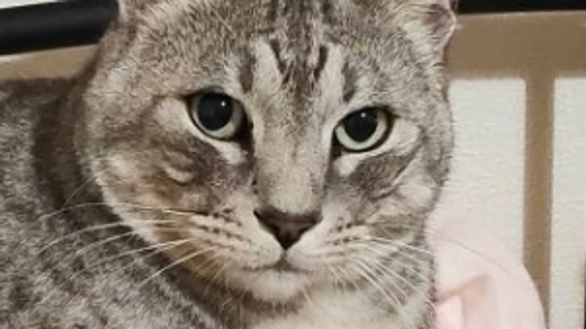 ルーチェの容態