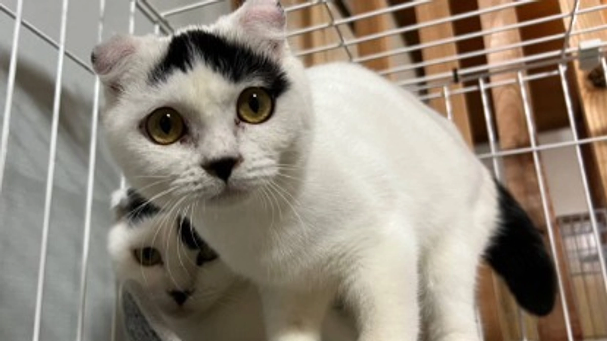 新しい家族募集中のぷちゃとぺちゃ。