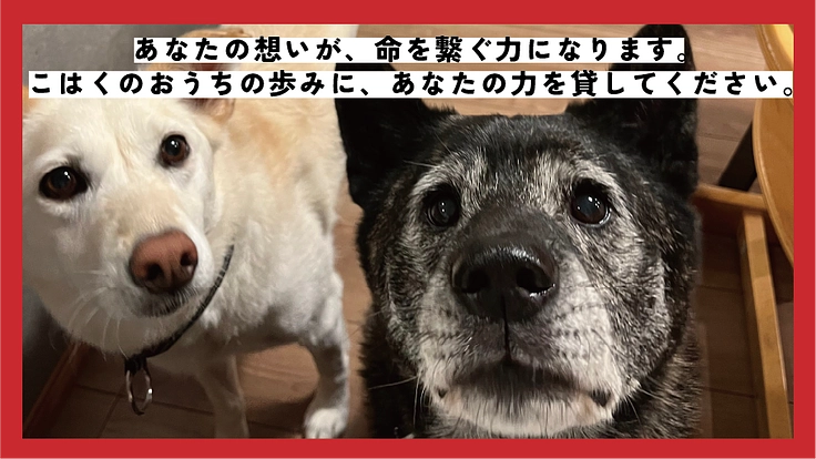 貰い手の少ない中・大型犬を救うために。活動継続と施設拡大にご支援を 10枚目