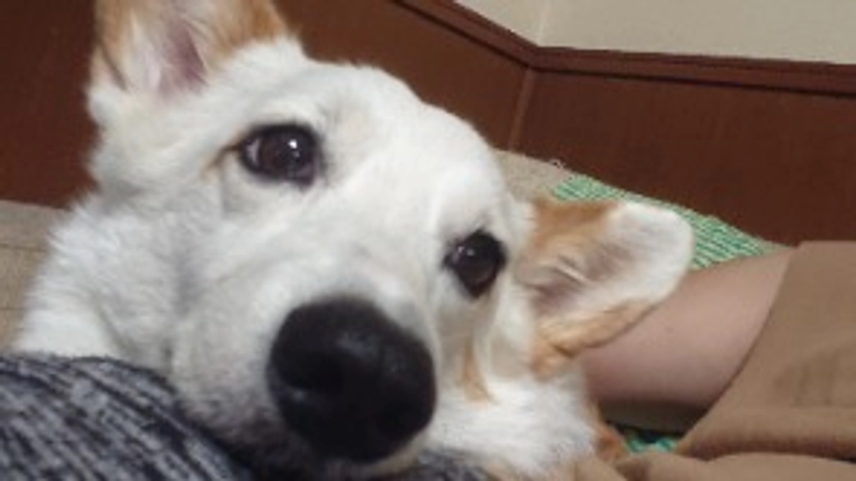 クルミリンパ腫治療