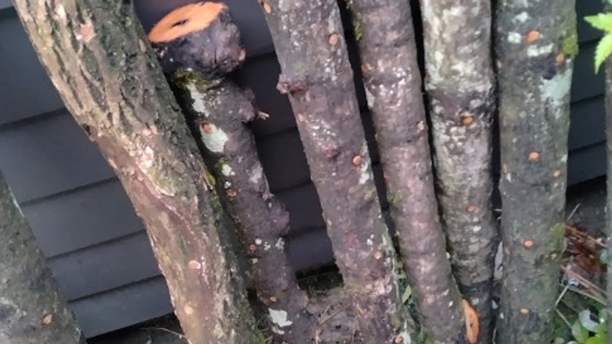 しいたけを植えました！　～その１　定植～