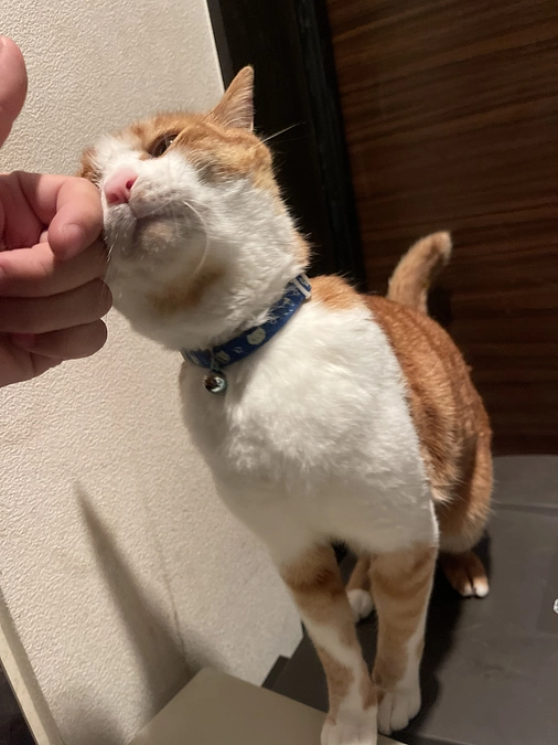 本日リターンを送付させていただきました。