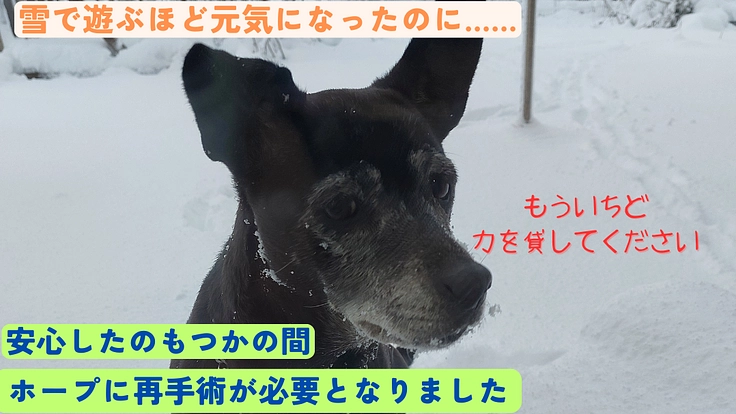 【再手術】みんなの希望「ホープ」に再手術が必要になりました