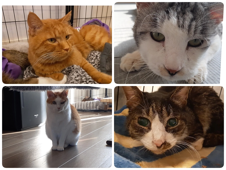 4匹の医療のご報告