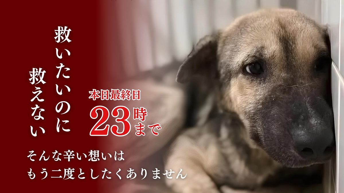 【本日最終日】最後のひと押しをよろしくお願いします！