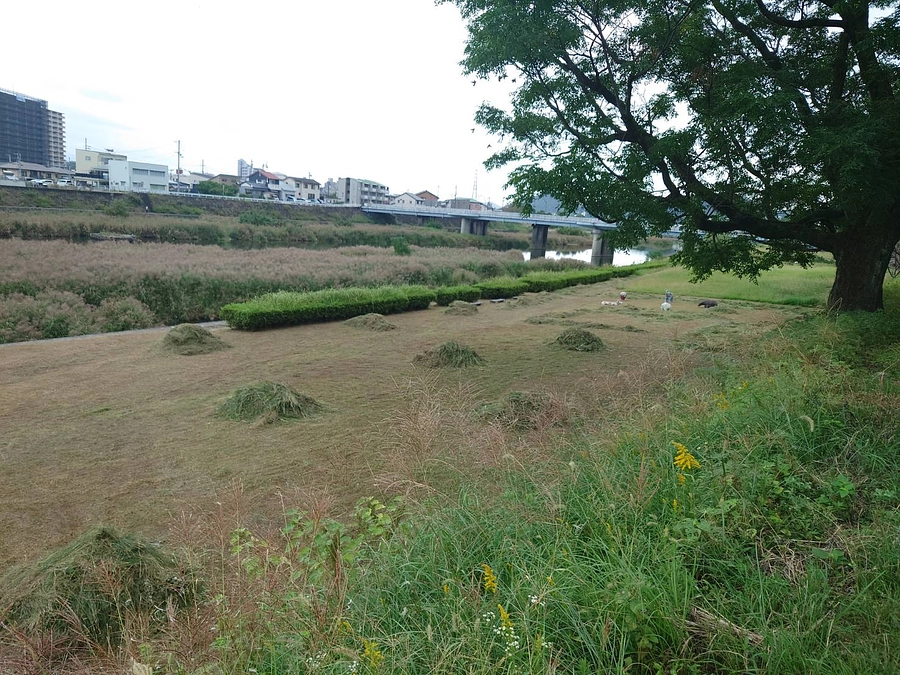 会場の草刈りも順調に進んでおります。。。