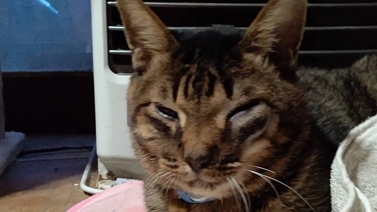 白血病によるリンパ腫のトムを助けてください