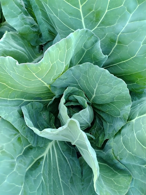 グリーンボールを植えました！　～その４　追肥！～