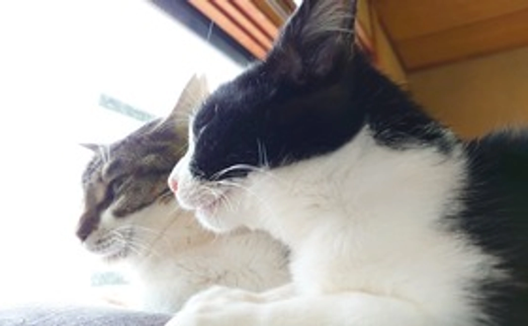 感謝のメールをお送りします