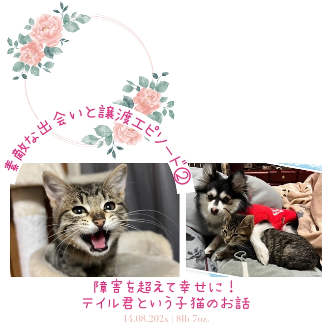 障害を超えて幸せに！〜テイル君という仔猫のお話