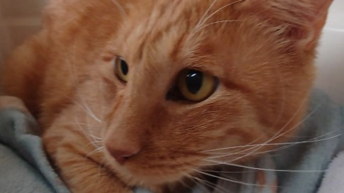 🐈ヨッちゃん経過観察に行く～ごほうびのチュール編～🐈