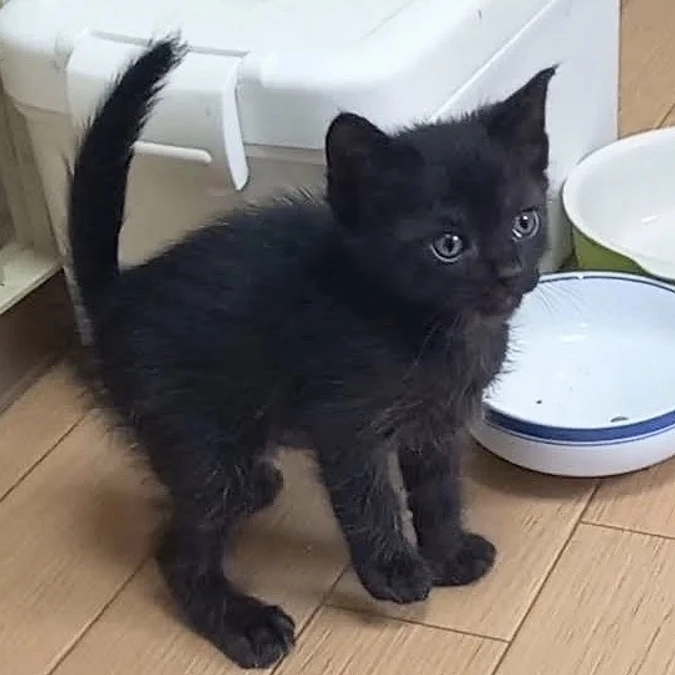 【朋猫ハウス】保護猫の避妊去勢手術へ