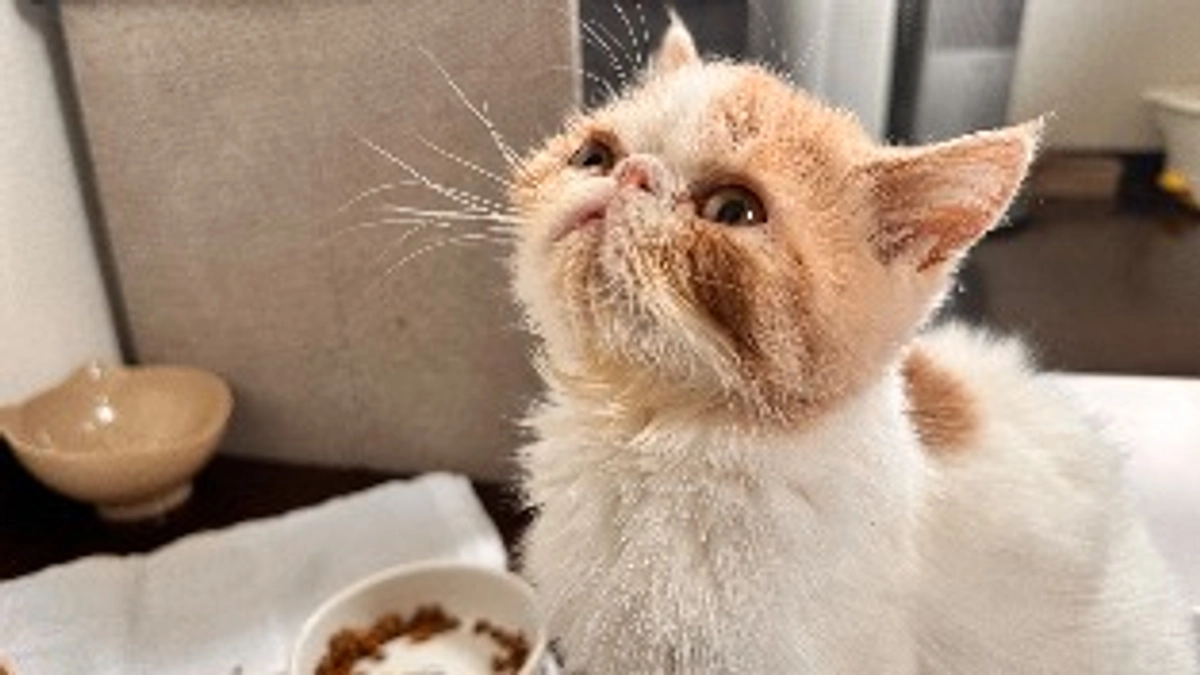 FIPに気がついた頃のわさび